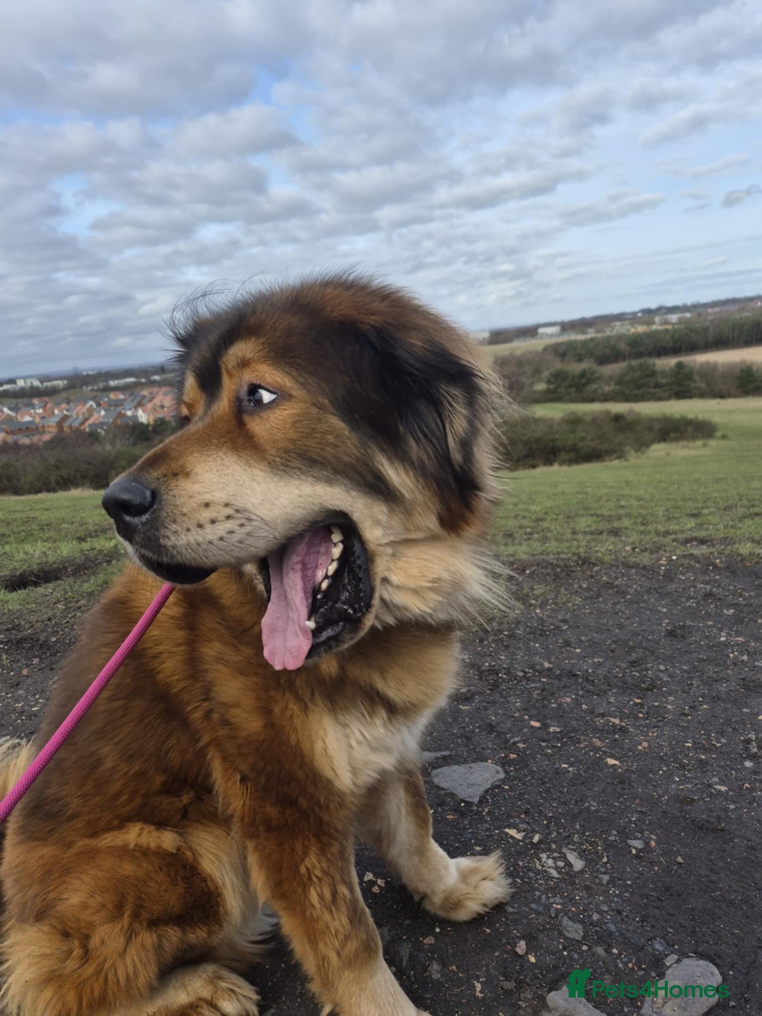 Tibetan Mastiff dogs A Wonderful 5 Year Old Female Tibetan Mastiff - Advert 14
