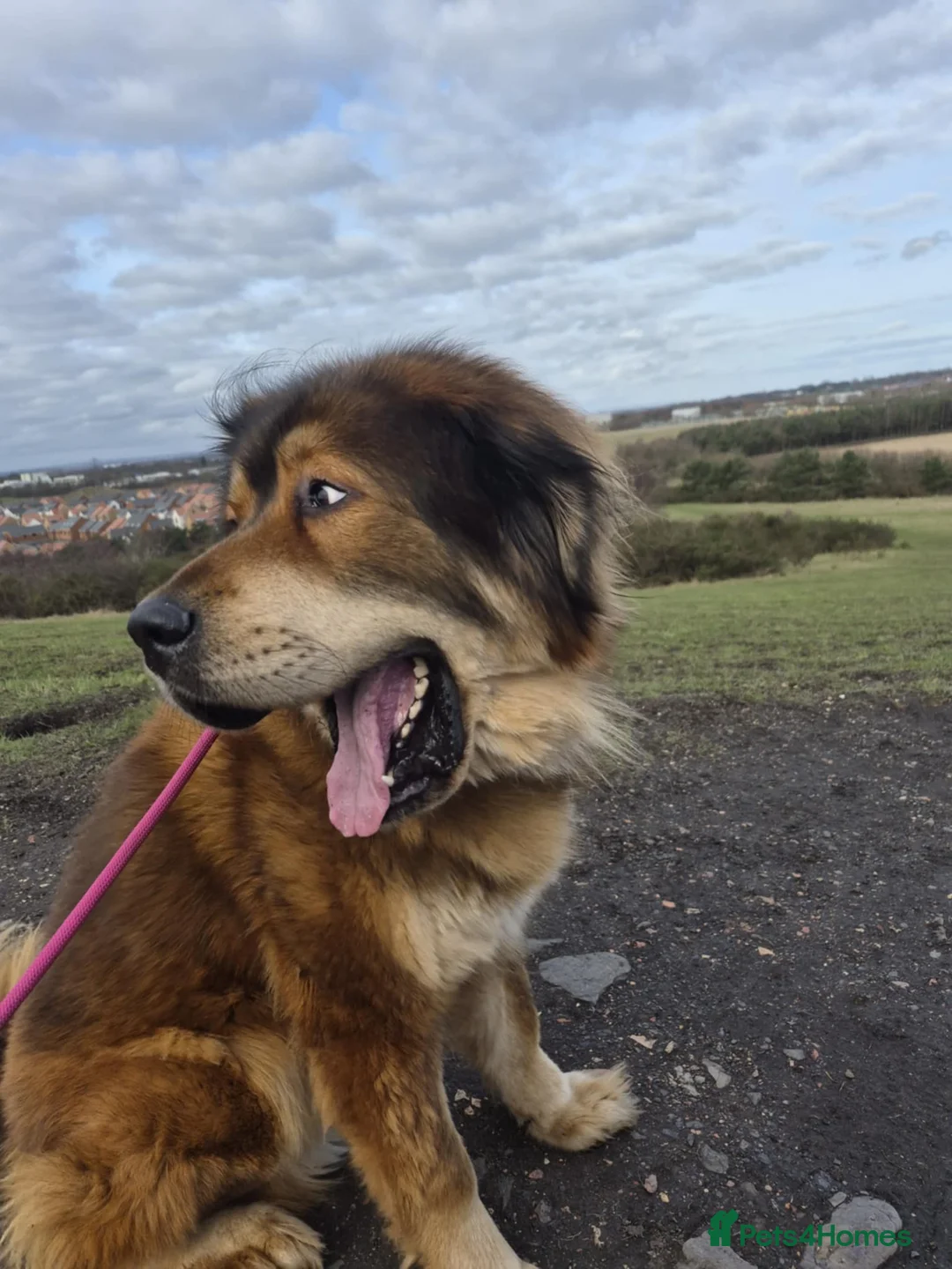 Tibetan Mastiff dogs for sale: A Wonderful 5 Year Old Female Tibetan Mastiff in Wallsend - Advert 1