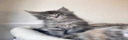 Maine Coon cats for sale: Blue Tabby boys TICA register  - Advert 5