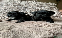 Lhasapoo dogs for sale: *****only 1 girl and 2 boys left ***** - Image 1