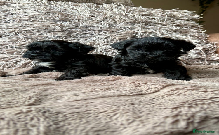 Lhasapoo dogs - Advert 1