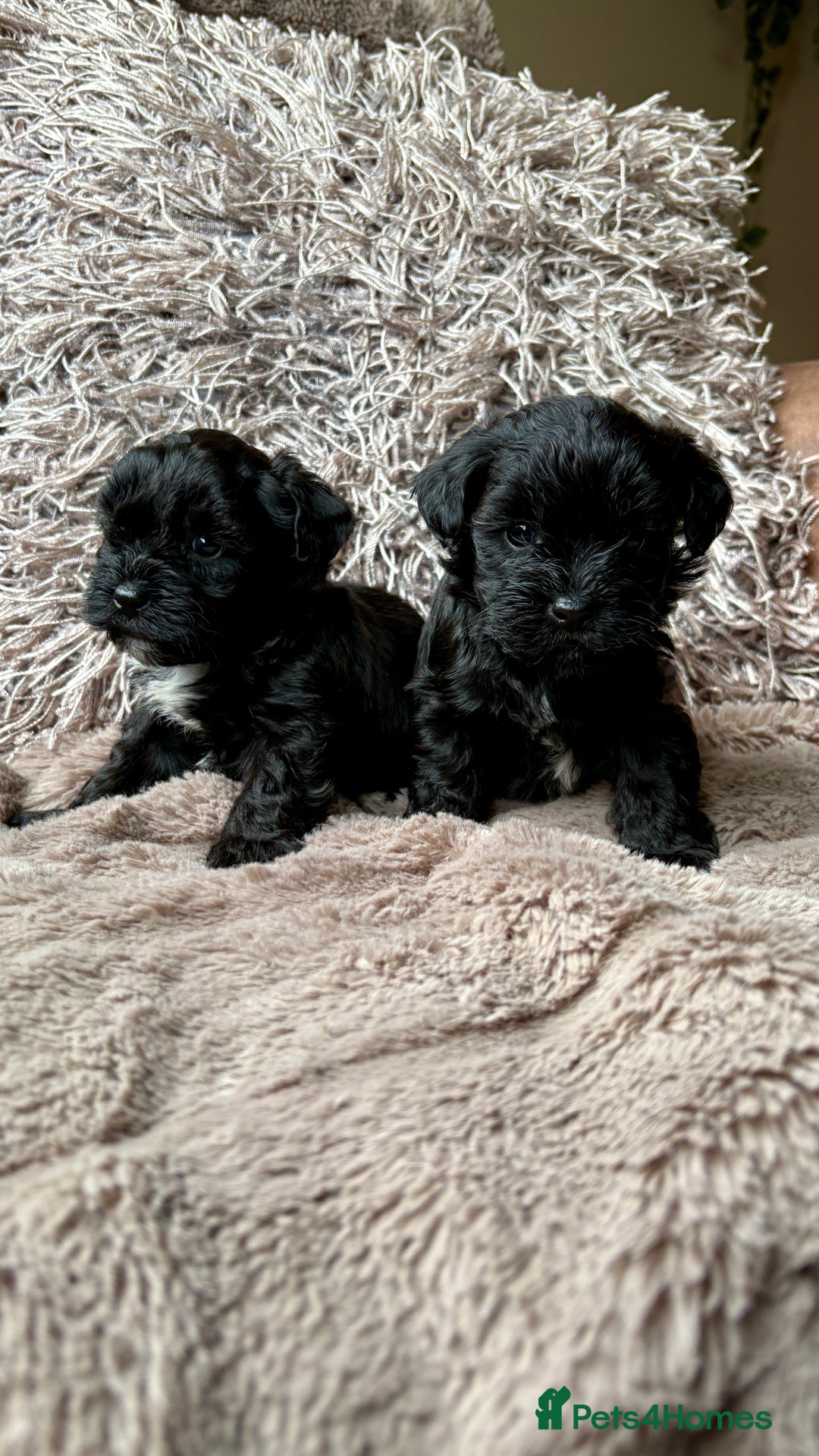 Lhasapoo dogs for sale: *****only 1 girl and 2 boys left ***** - Image 1