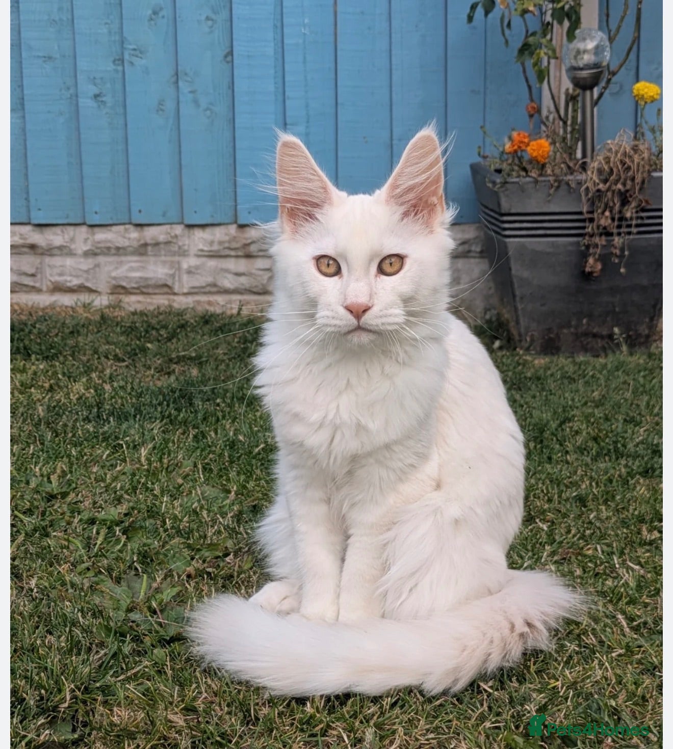 Maine Coon cats Xl Maine coons for sale  - Advert 8