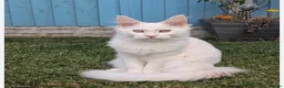 Maine Coon cats for sale: Xl Maine coons for sale  - Advert 1