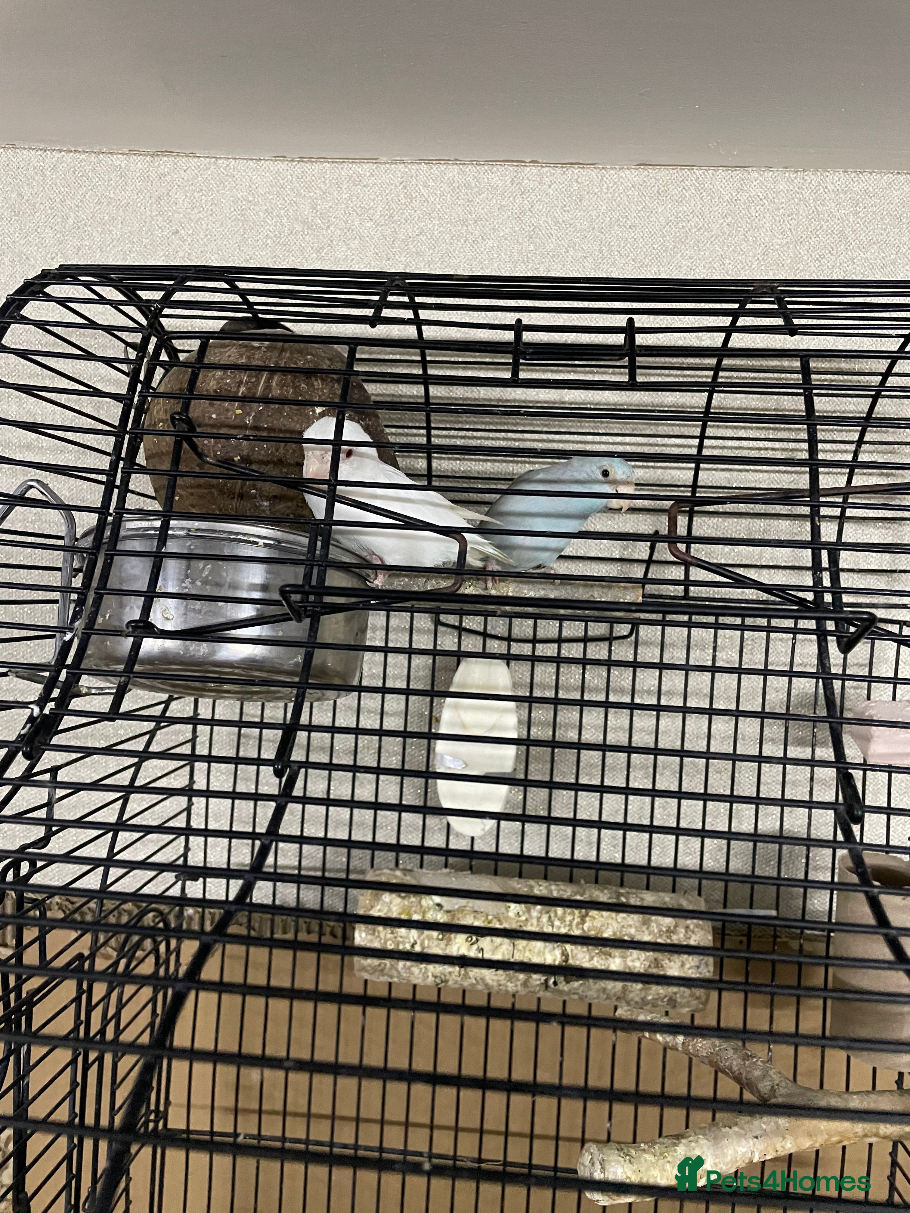 Mixed Breed birds Beautiful parrotlets  in Birmingham - Advert 8