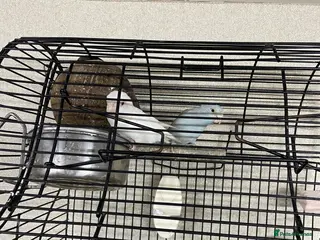 Mixed Breed birds Beautiful parrotlets in Birmingham - Advert 8