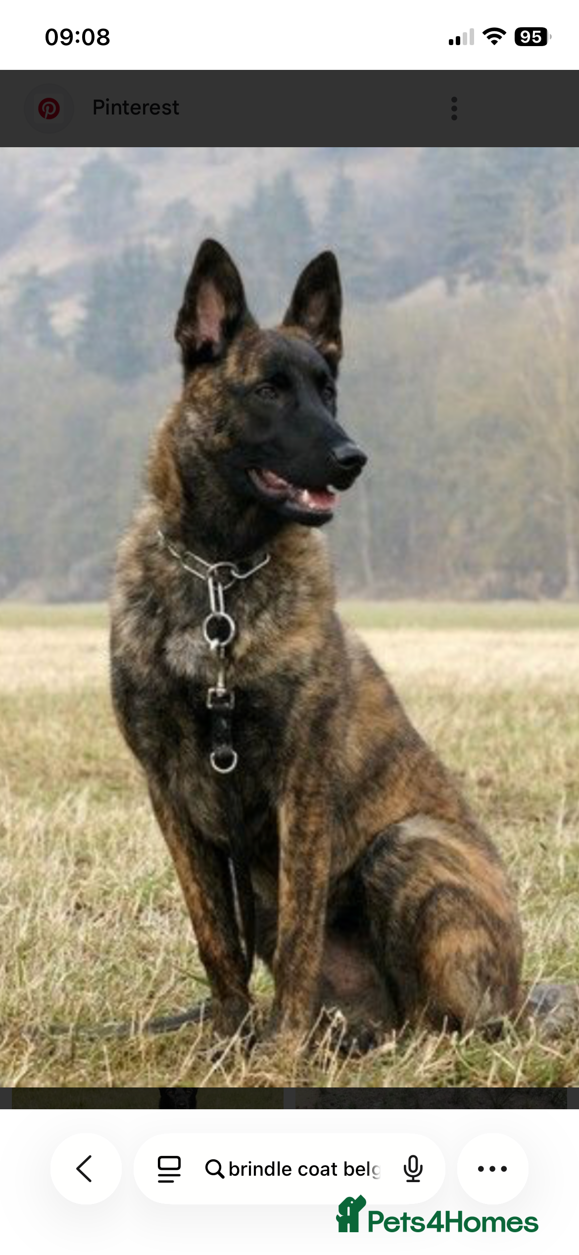 Mixed Breed dogs Belgium malinois x Dutch shepard - Advert 1