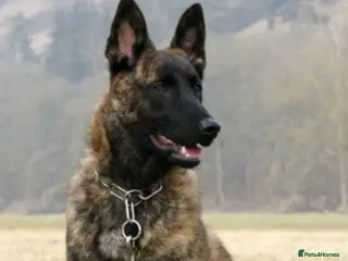 Mixed Breed dogs Belgium malinois x Dutch shepard - Advert 1