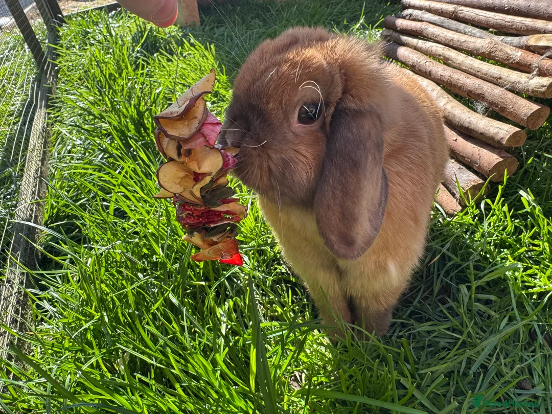Mini Lop rabbits for sale: Mini lop does  - Advert 24