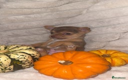 Chihuahua dogs for sale: 3 beautiful chihuahuas 2 girls 1 boy left  - Image 1