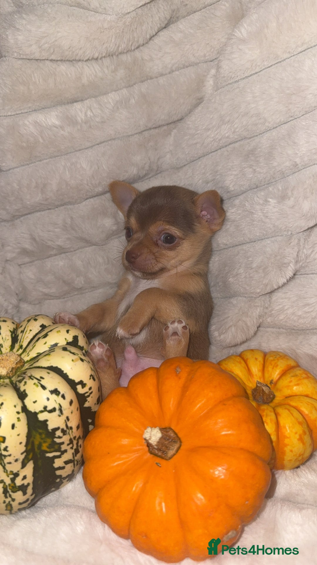 Chihuahua dogs for sale: 3 beautiful chihuahuas 2 girls 1 boy left  - Image 1