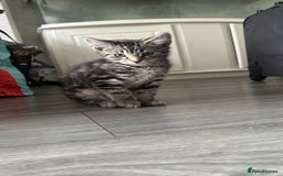 Mixed Breed cats for sale: 3 beautiful kitty’s 🥹 - Image 11