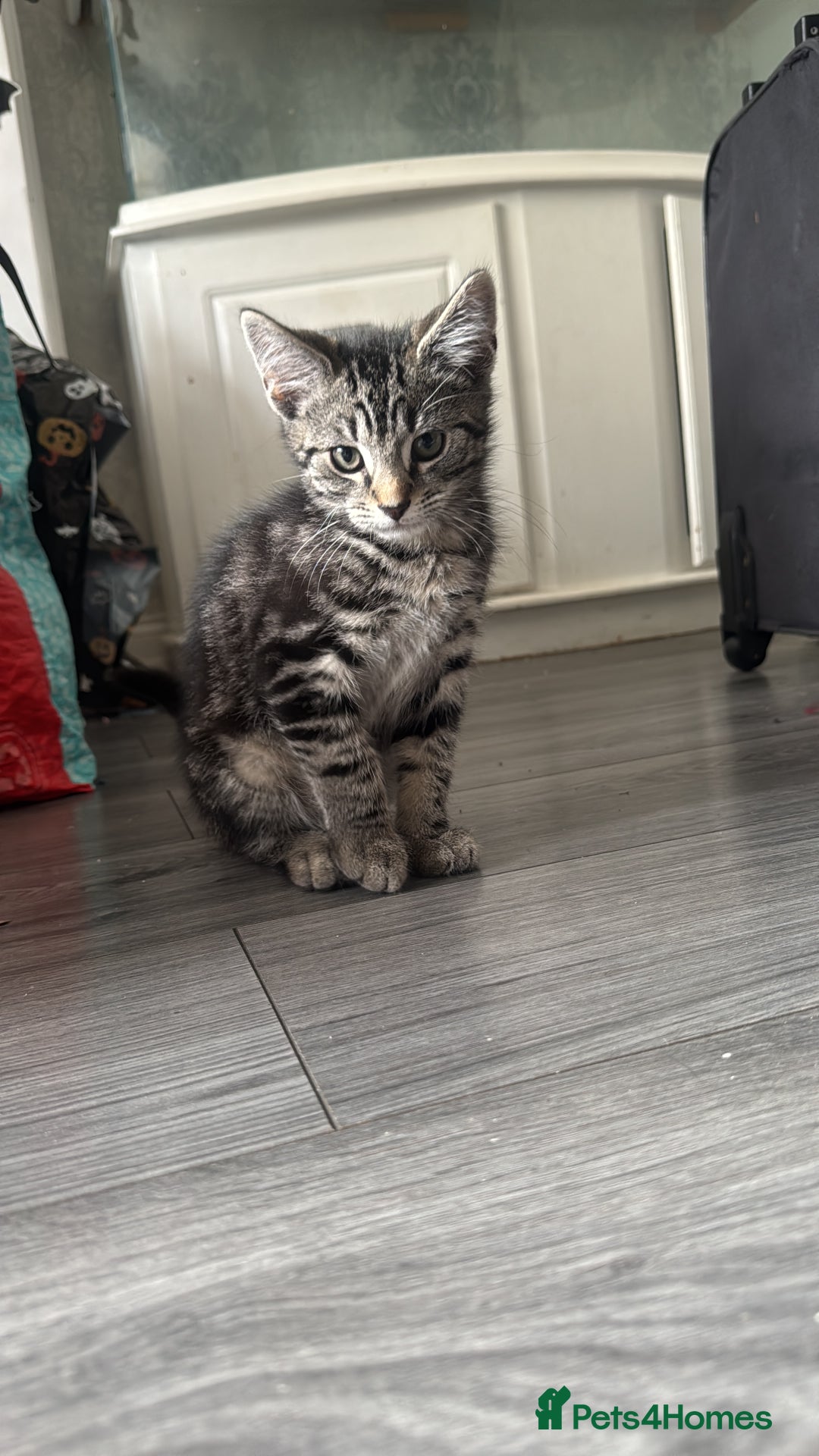Mixed Breed cats for sale: 3 beautiful kitty’s 🥹 - Image 11
