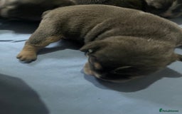 Mixed Breed dogs for sale: Puppies for sale  - Image 3