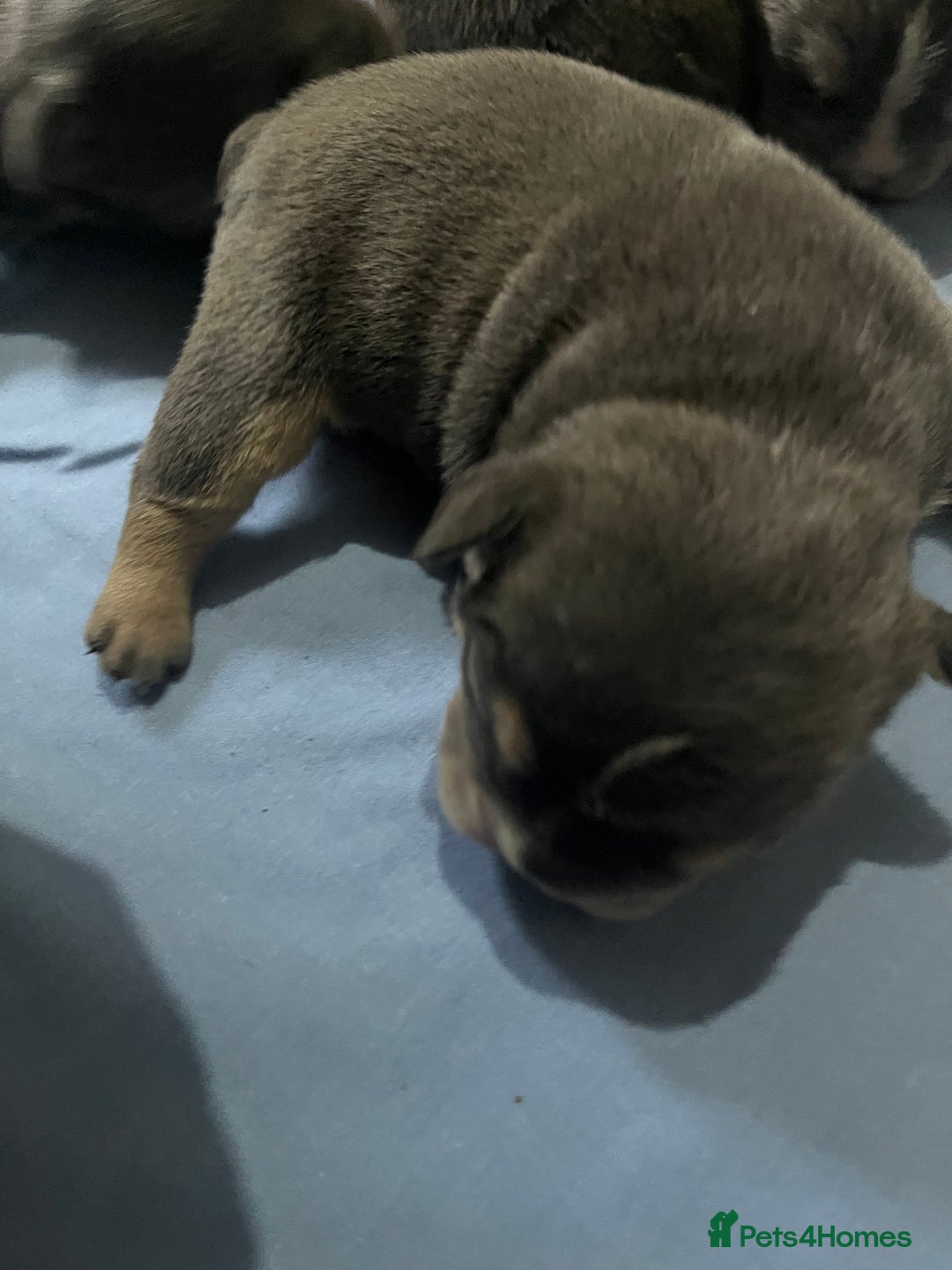 Mixed Breed dogs for sale: Puppies for sale  - Image 3