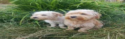 Maltese dogs for sale: Urgent mom and dad for sale  - Advert 4