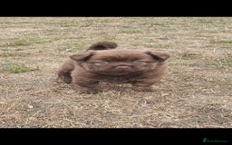 Mixed Breed dogs for sale: Chocolate frenchie X Chow carrying pink  - Image 8
