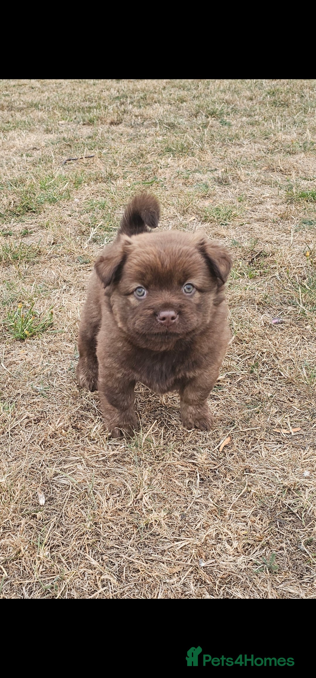 Mixed Breed dogs for sale: Chocolate frenchie X Chow carrying pink  - Image 8