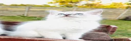 Ragdoll cats for sale: GCCF REGISTERED RAGDOLLS - Advert 2