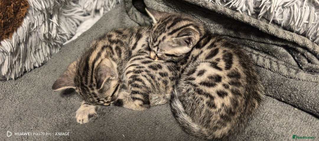 Bengal cats for sale: Sweet Bengal Kittens For Sale  - Image 6