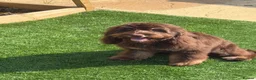 Cockapoo dogs for sale: This is max our 8 month old cockapoo in Norwich - Advert 2