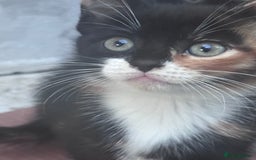 Mixed Breed cats for sale: cute kittens  - Image 4