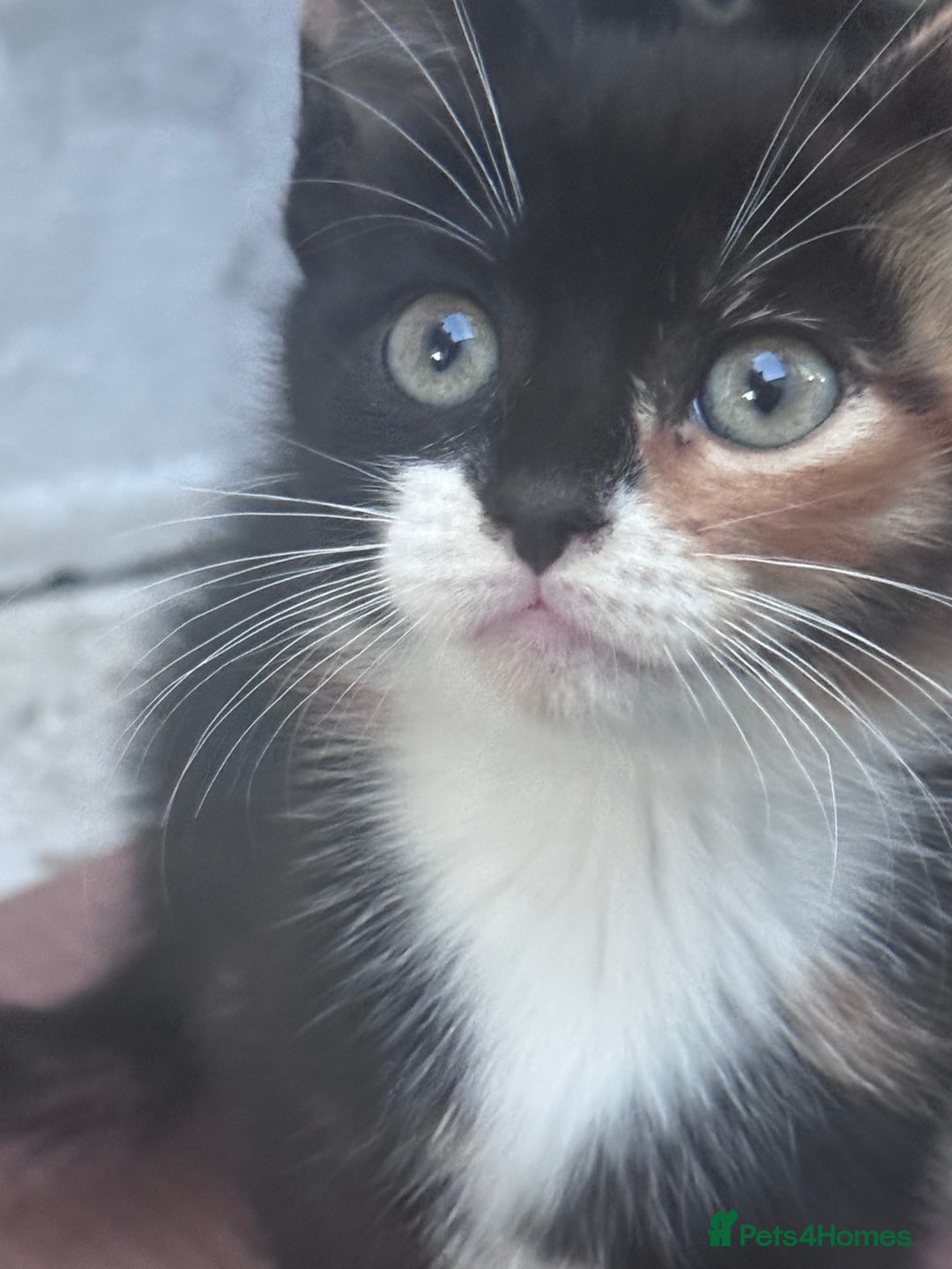 Mixed Breed cats for sale: cute kittens  - Image 4