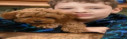 Cockapoo dogs for sale: Miniature Cockapoo F2b - Advert 5