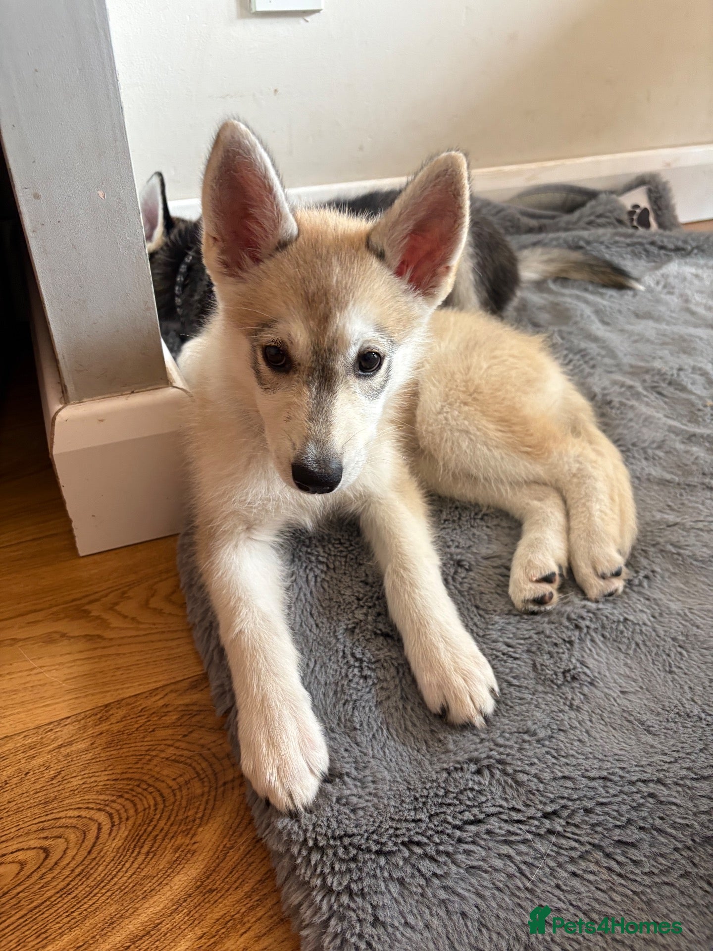 Utonagan dogs Utonagan, Husky-Hybrid puppies for sale *Reduced* - Advert 1