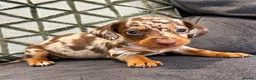 Miniature Dachshund dogs for sale: 🐾 KC Reg Mini Dachshund Pups Licensed Breeder 🐾  - Advert 7