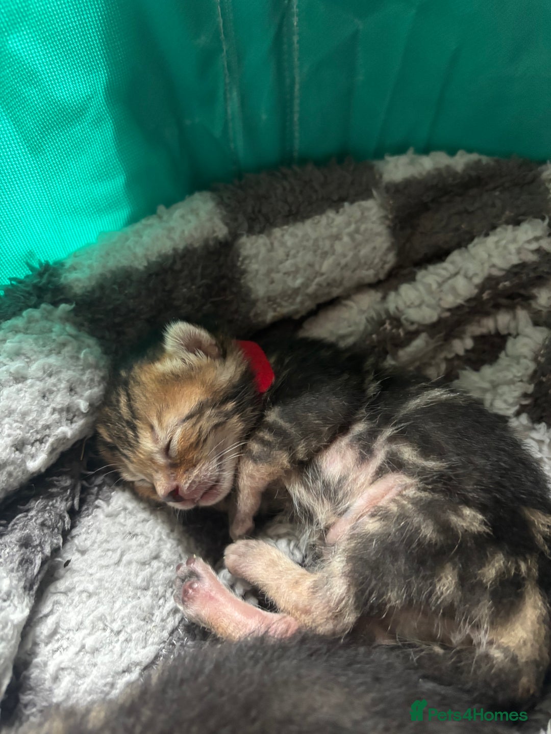 Bengal cats for sale: Half Bengal Kittens - Image 14