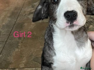 Mixed Breed dogs Beautiful Bully X Cocker Spaniel puppies - Advert 3