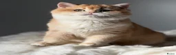 British Shorthair cats for sale: Teddy Bear 🧸 British Shorthair Golden kittens  - Advert 38