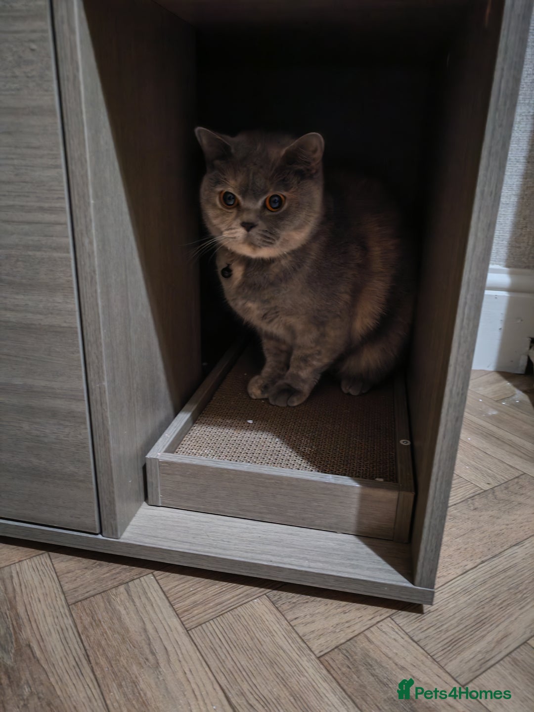 British Shorthair cats for sale: 2 year old British short hair  - Advert 1