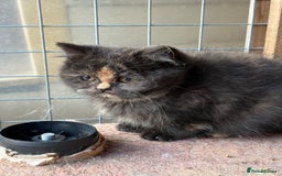 British Shorthair cats for sale: British Shorthair kittens - Image 19