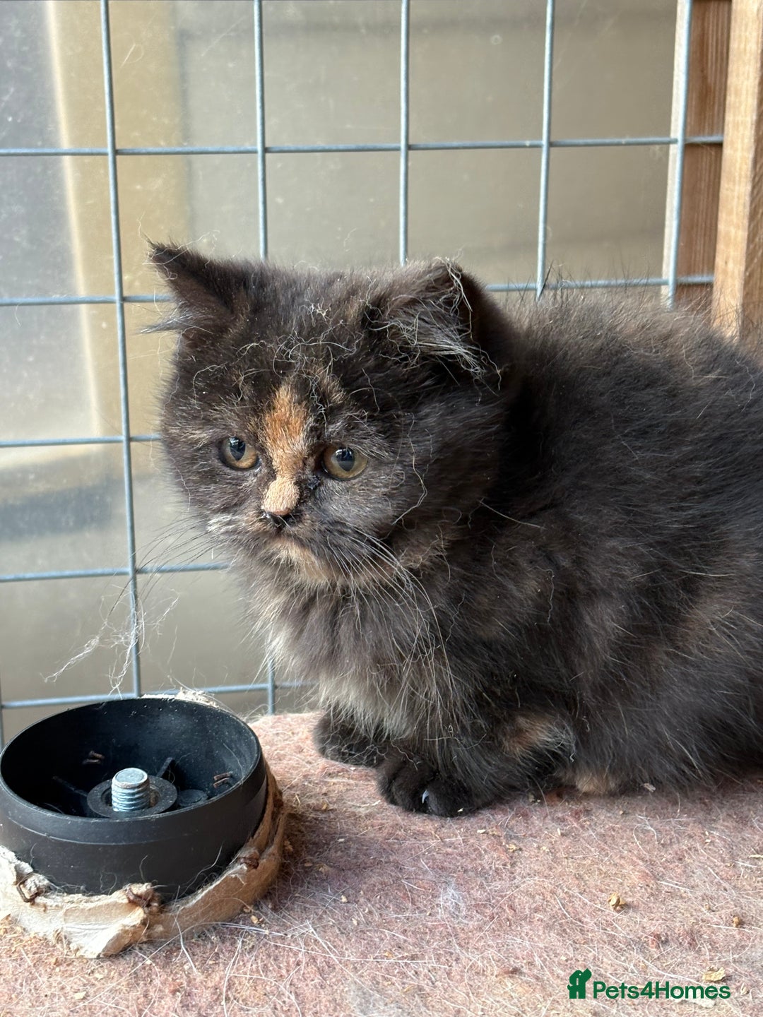 British Shorthair cats for sale: British Shorthair kittens - Image 19
