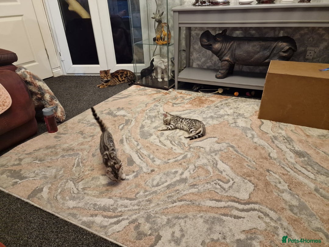 Bengal cats for sale: Silver bengals - Image 9