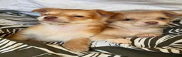 Chihuahua dogs for sale: Beautiful Long-Haired Chihuahua Puppies ❤️ - Advert 16