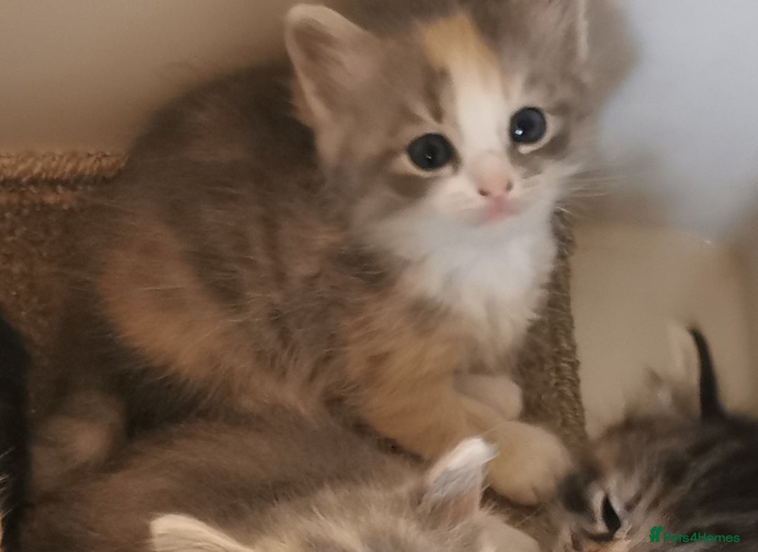 Siberian cats for sale:  Registered Calico Siberian kittens  - Image 5