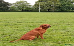 Labrador Retriever dogs for stud: KC registered Fox Red Labrador at stud £500 in Whitley Bay - Image 6