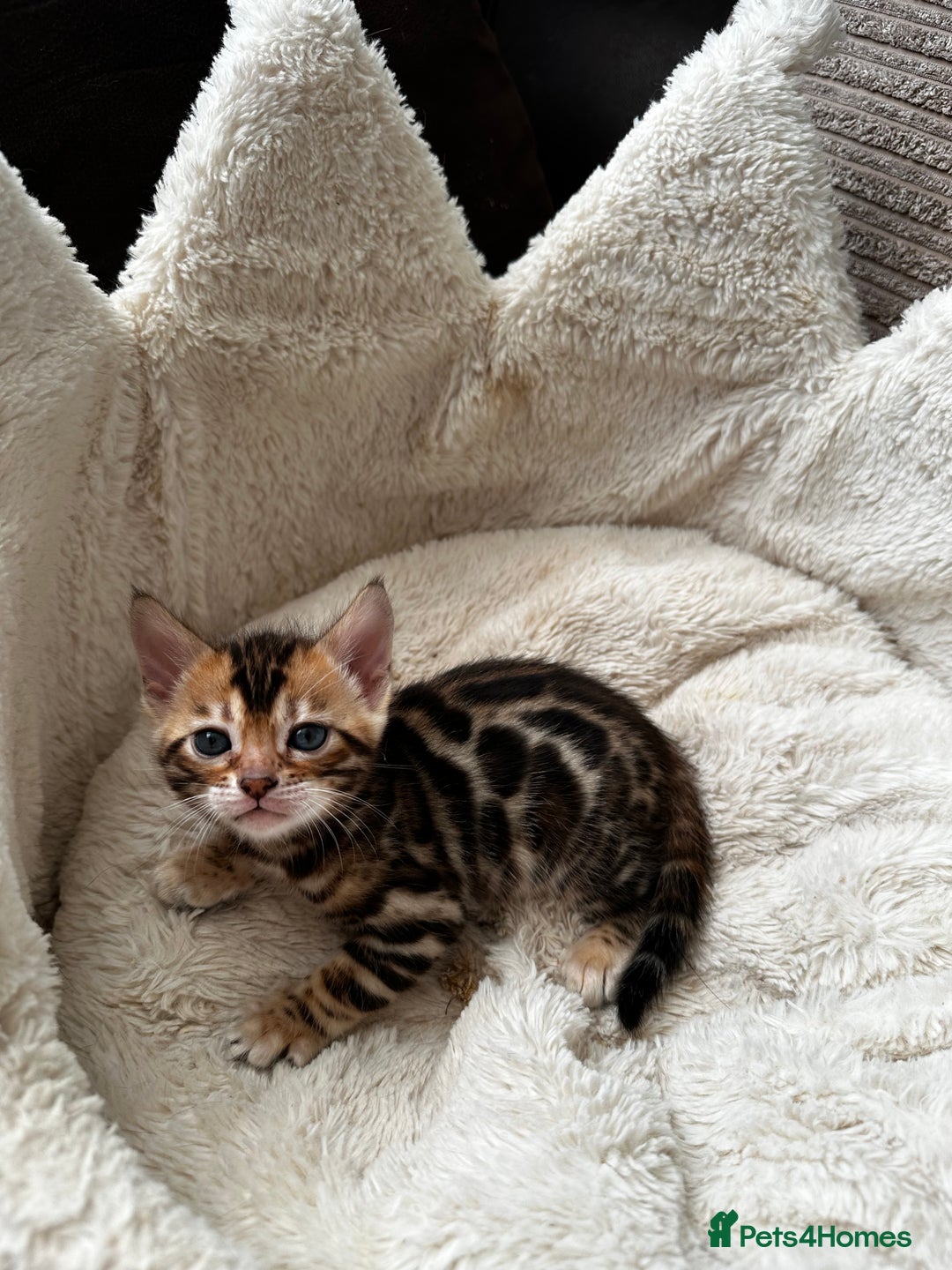 Bengal cats for sale: TICA registered bengal kittens available! - Advert 20