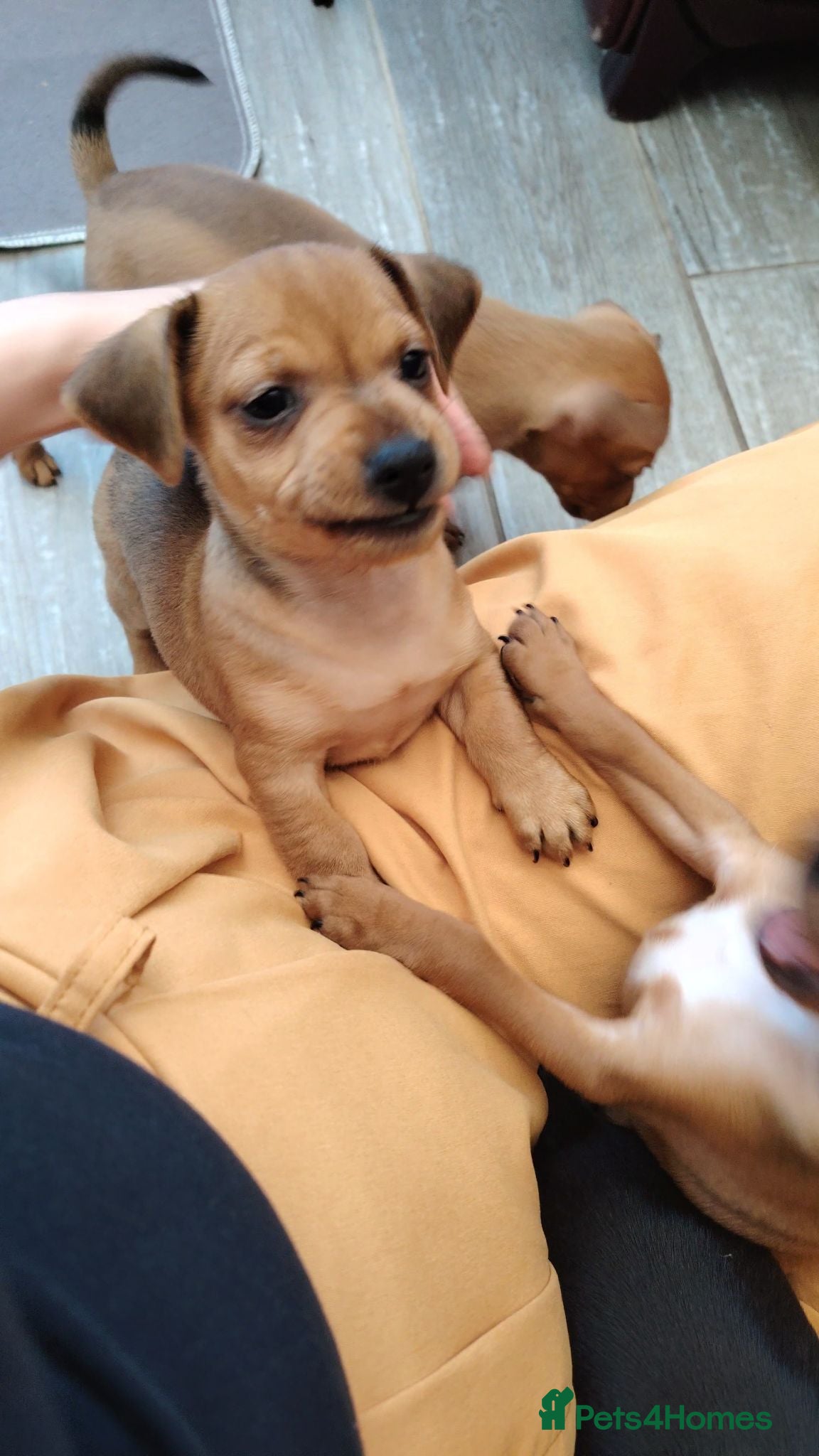 Miniature Pinscher dogs Beautiful Miniature Pincher puppies  - Advert 6