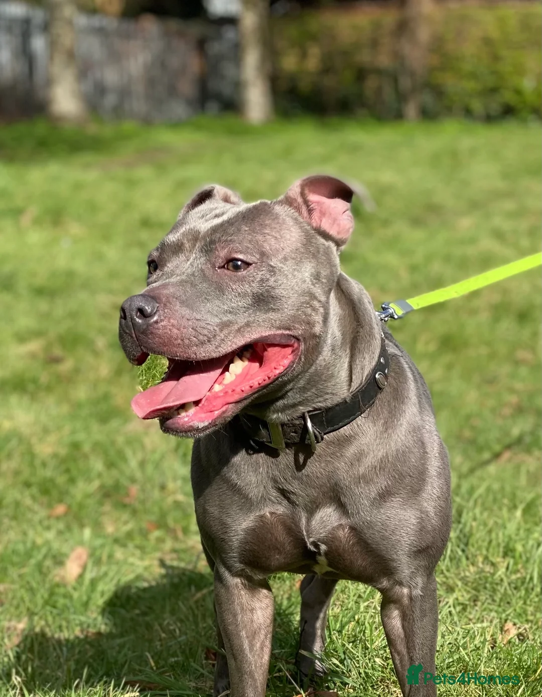 Staffordshire Bull Terrier dogs for stud: STUD.....Blue Siras in Stroud - Advert 3