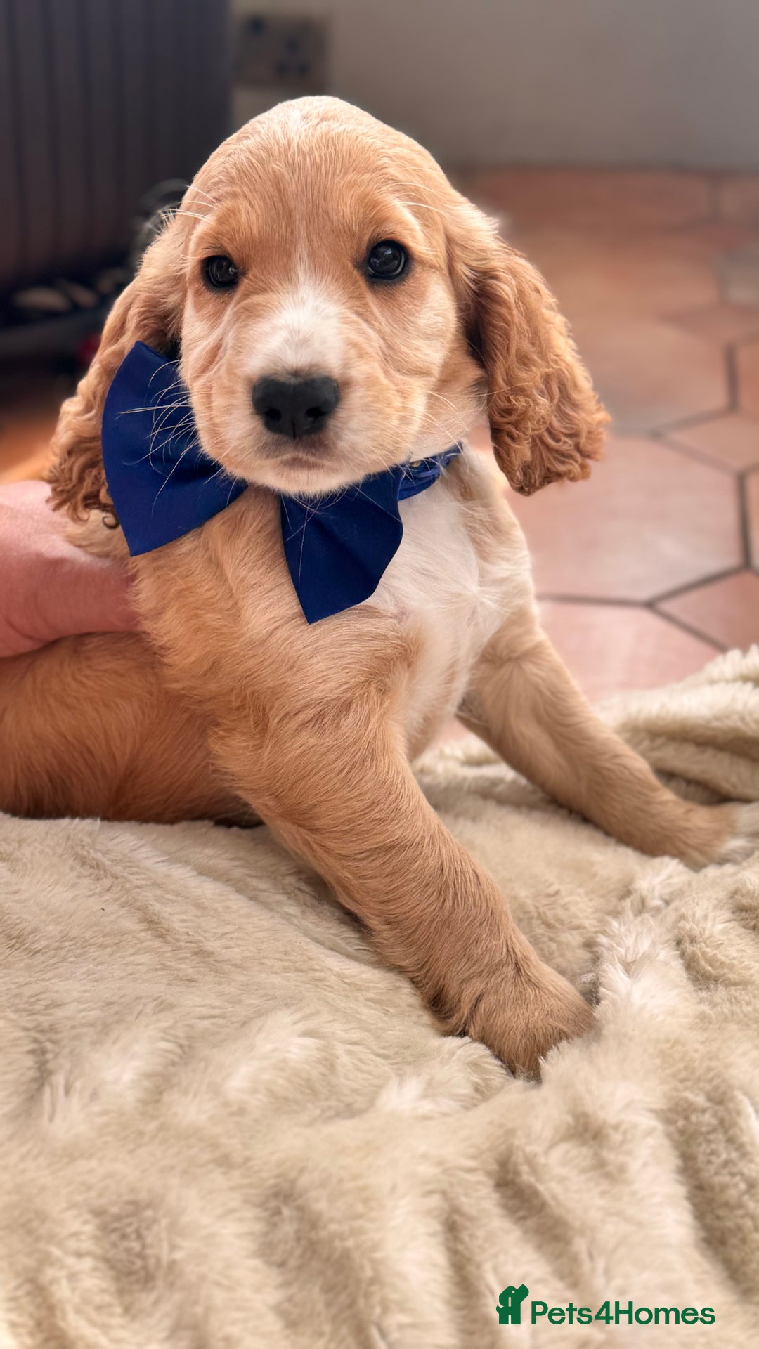 Cocker Spaniel dogs for sale: Cocker spaniel KC Registered,working type - Image 7