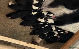 Sprollie dogs for sale: Springer spaniel x - Image 1
