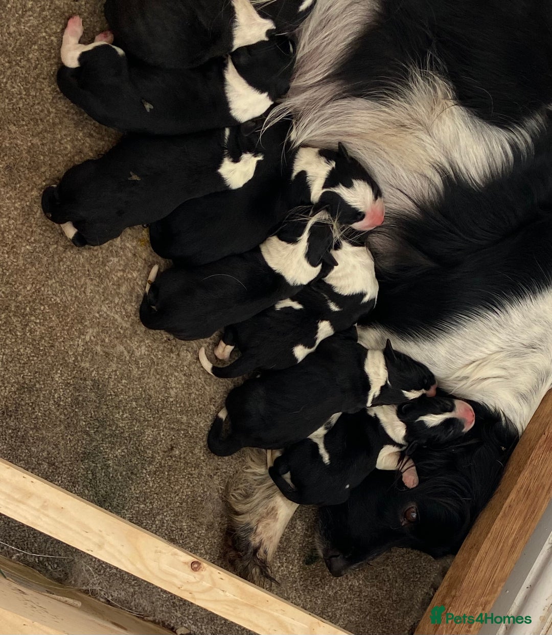 Sprollie dogs for sale: Springer spaniel x - Image 1