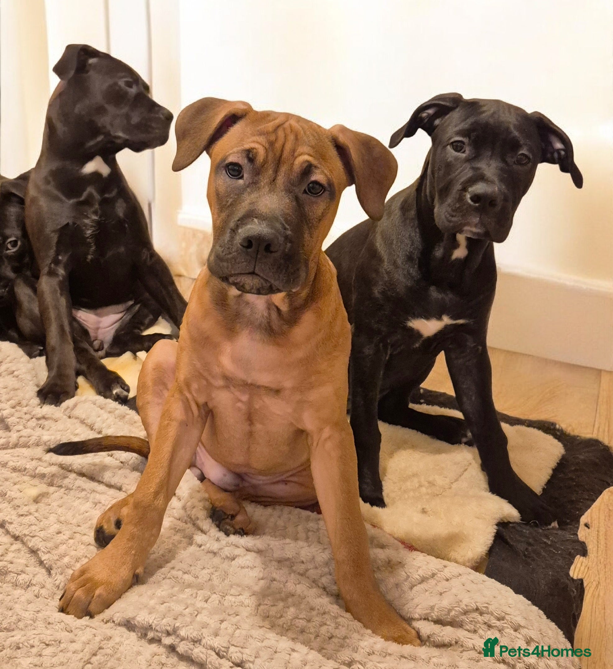 Mixed Breed dogs Bullmastiff x puppies 🐶  - Advert 13