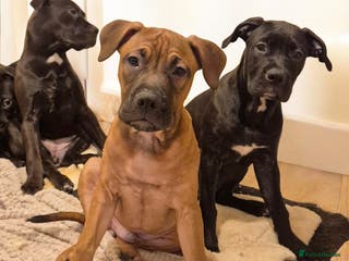 Mixed Breed dogs Bullmastiff x puppies 🐶 - Advert 13