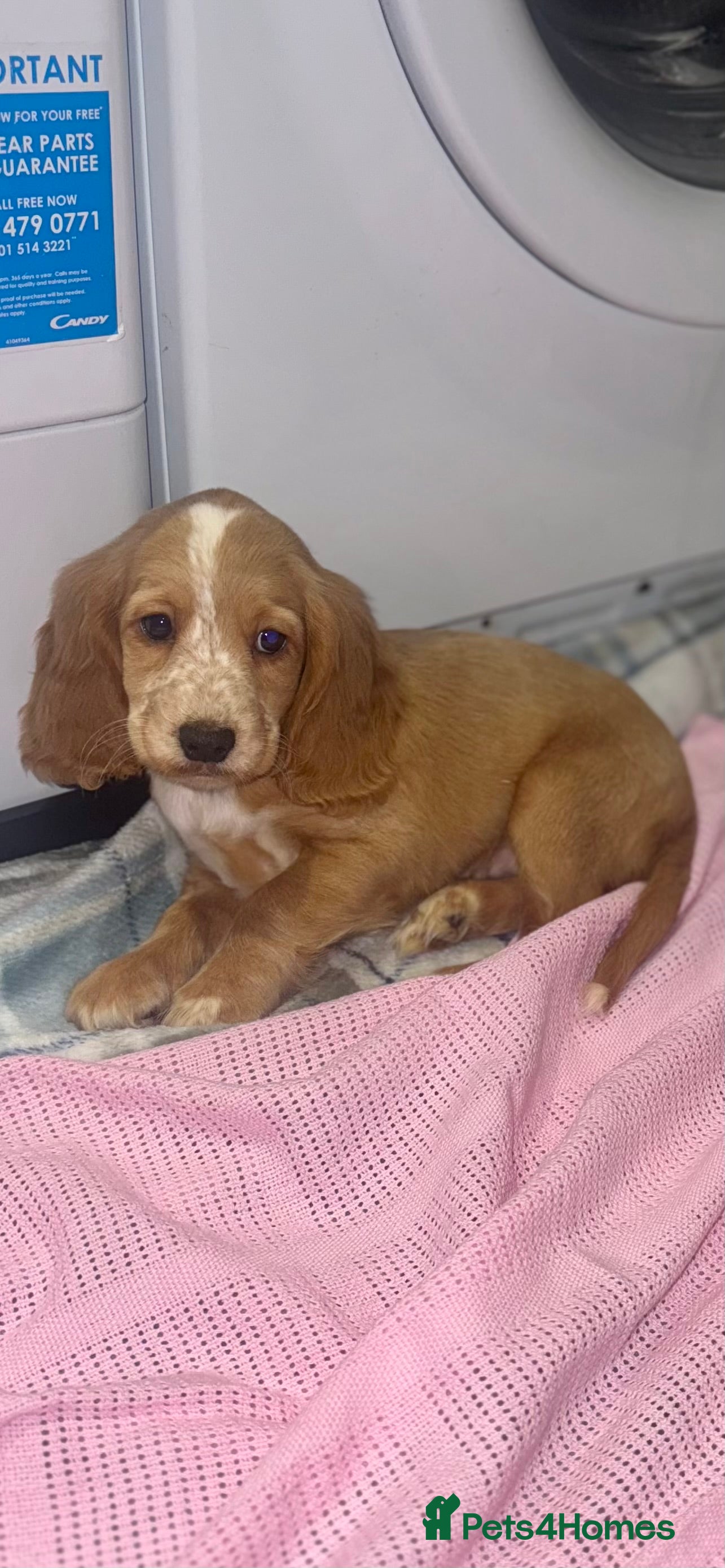 Cocker Spaniel dogs 🐾 Ready to go walkies!Fully Vaccinated Puppies 🐾 - Advert 3