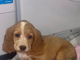 Cocker Spaniel dogs 🐾Fully Vaccinated,Beautiful Show Type Puppies 🐾 - Advert 8